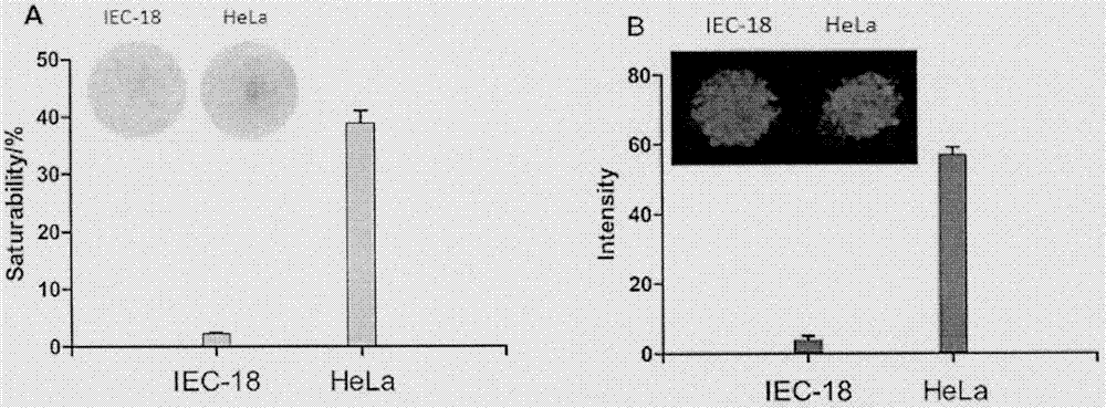 Methylene-blue-based upconversion nanoparticle-modified fibration paper sensor for detecting telomerase and preparation method thereof