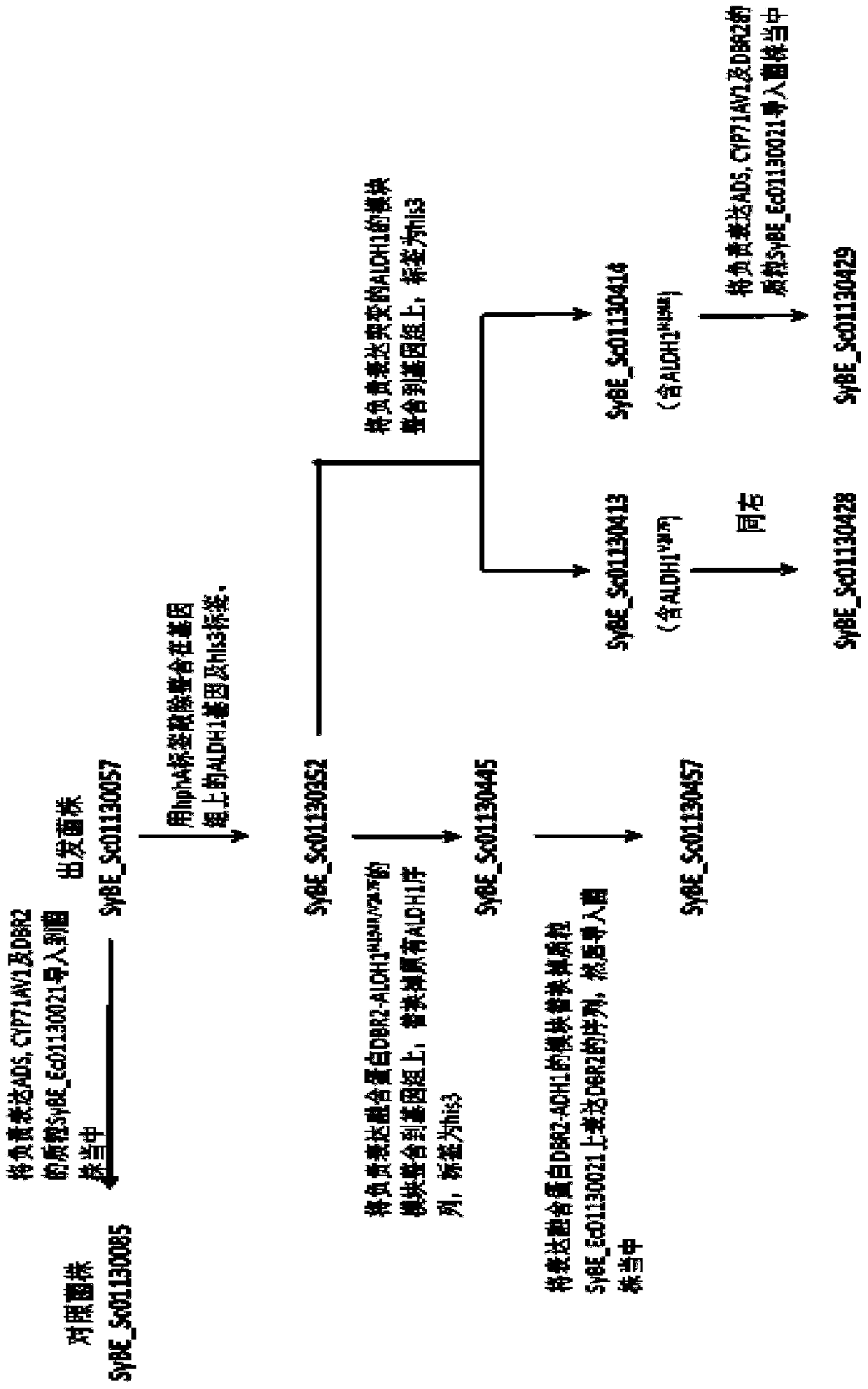 Saccharomyces cerevisiae engineering bacteria for producing dihydroarteannuic acid and construction method and application thereof