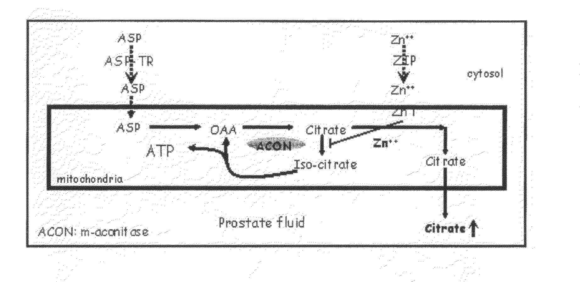 Composition containing metal-acidic amino acid chelate accelerating absorption of metal