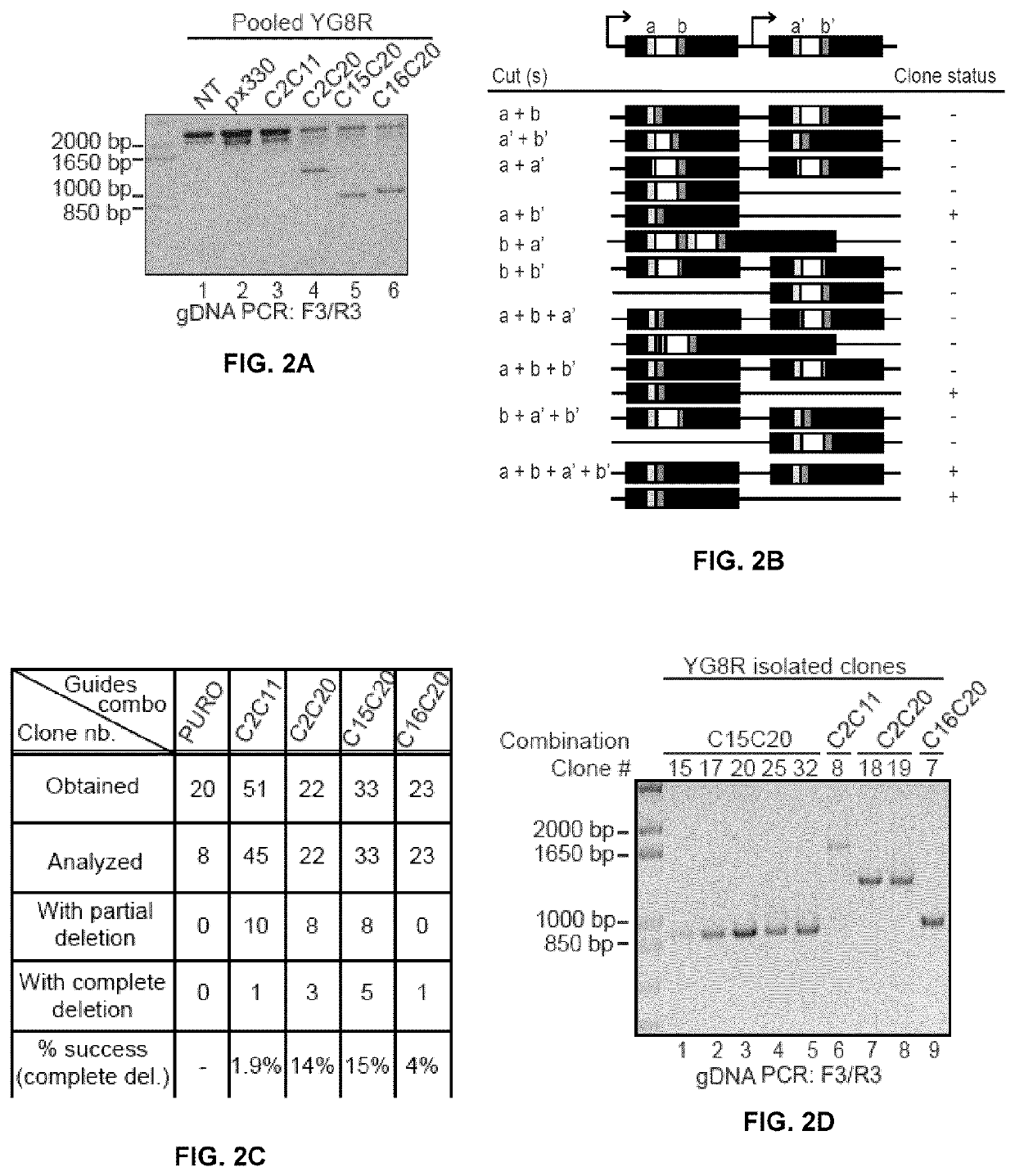 Crispr-based treatment of friedreich ataxia