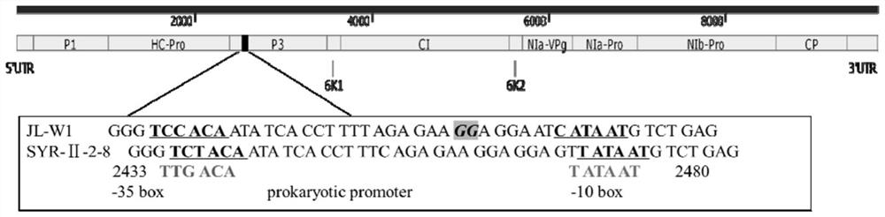 Methods of Proliferating Functional Potato y Viruses in Prokaryotic Cells