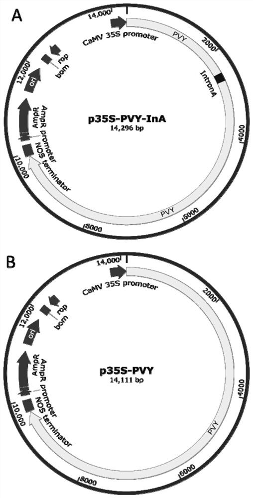 Methods of Proliferating Functional Potato y Viruses in Prokaryotic Cells