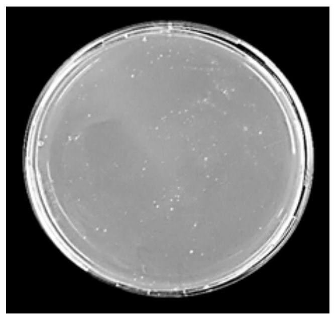 Methods of Proliferating Functional Potato y Viruses in Prokaryotic Cells