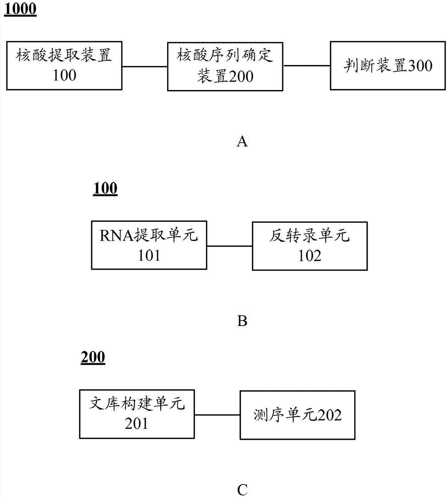 CYP4V2 gene mutant and application thereof