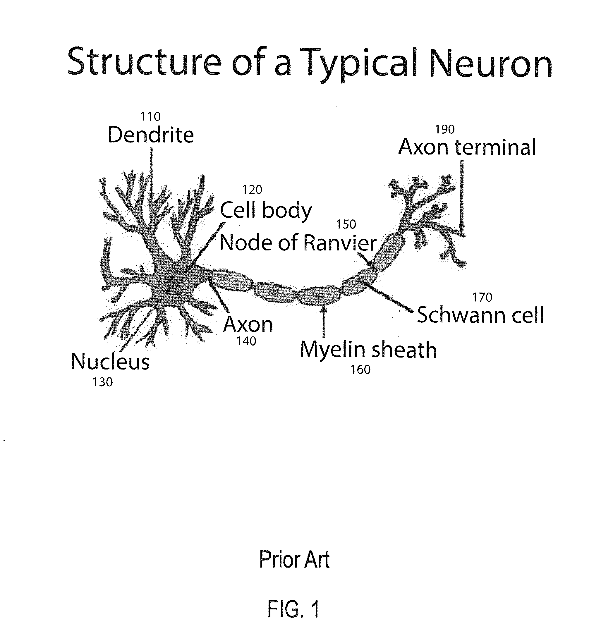 Method and apparatus for constructing a dynamic adaptive neural network array (DANNA)
