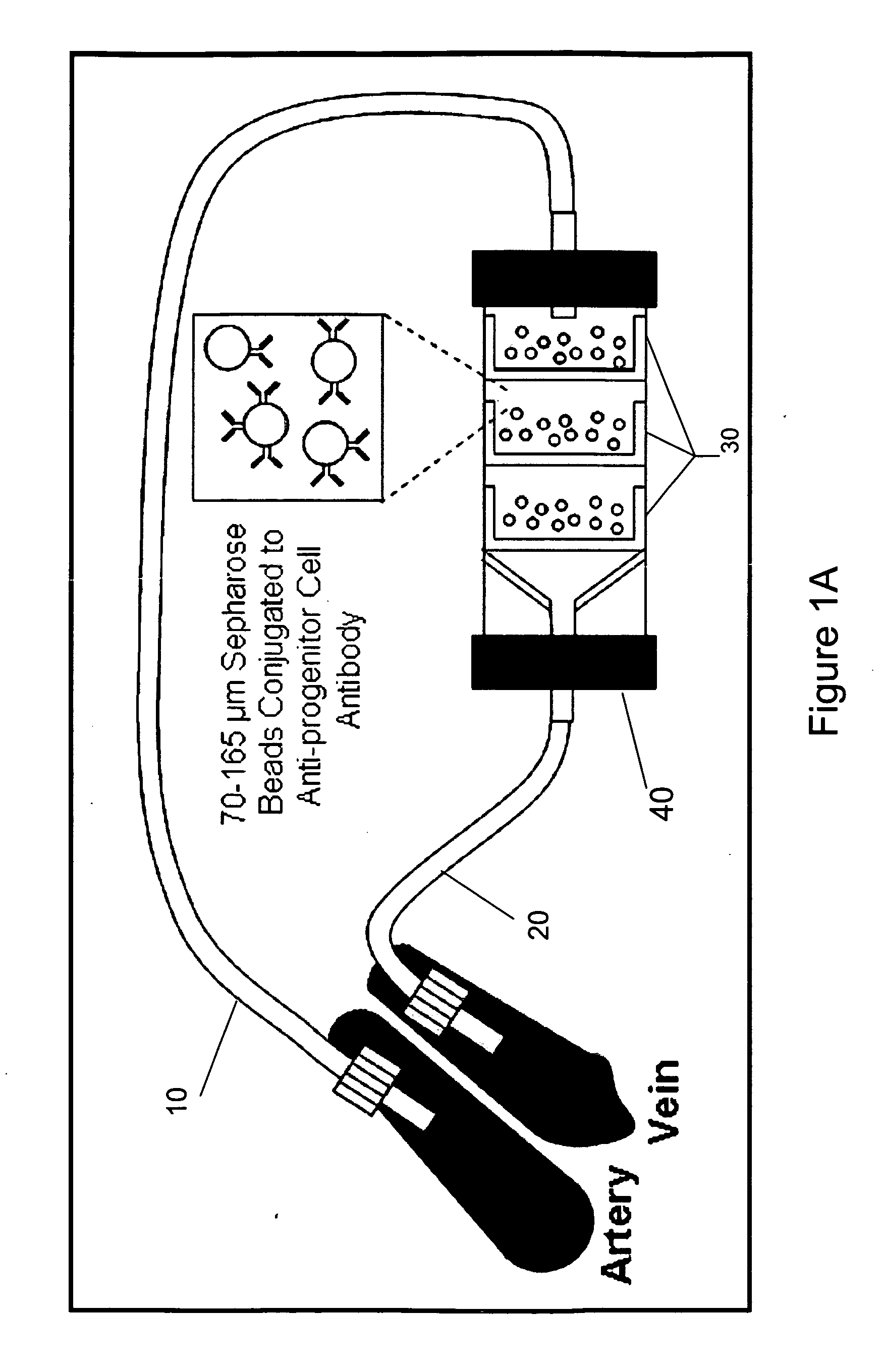 Isolating and purifying cells for therapy