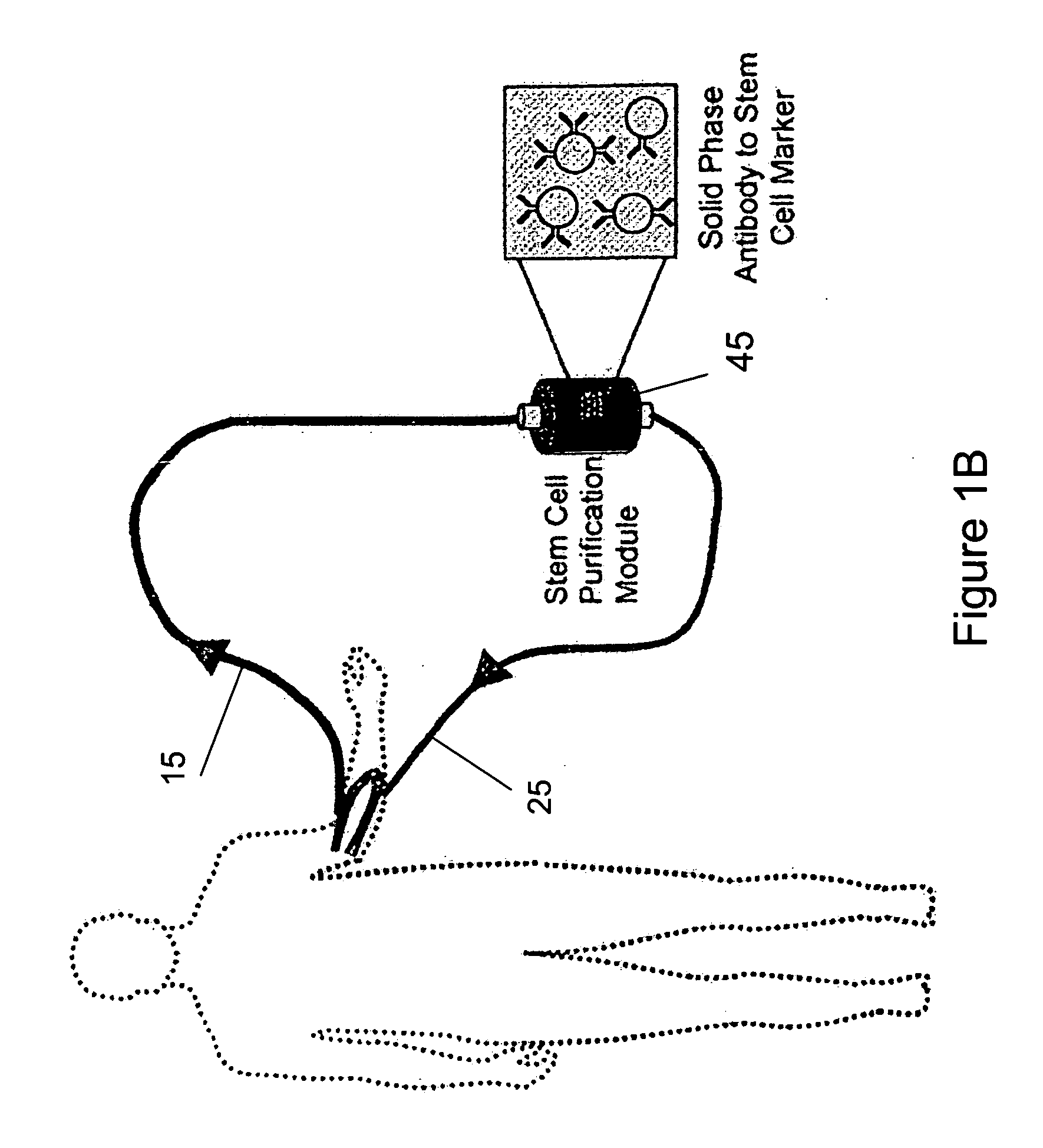 Isolating and purifying cells for therapy