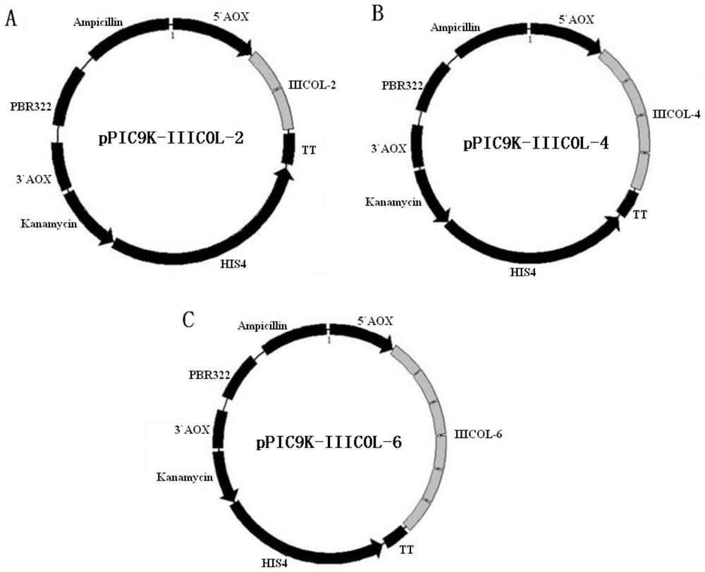 Recombinant human III-type collagen and pichia pastoris recombinant expression system thereof
