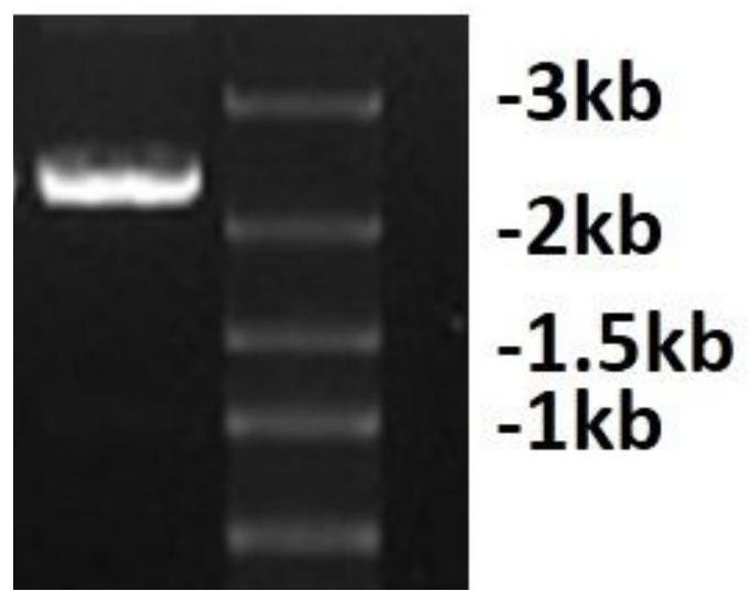Bispecific antibody fitc×cd3 and its preparation method and application