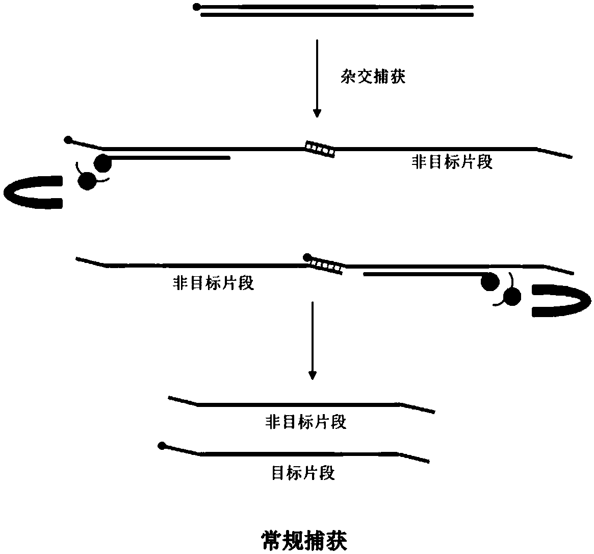 Construction method and application of high-throughput sequencing library