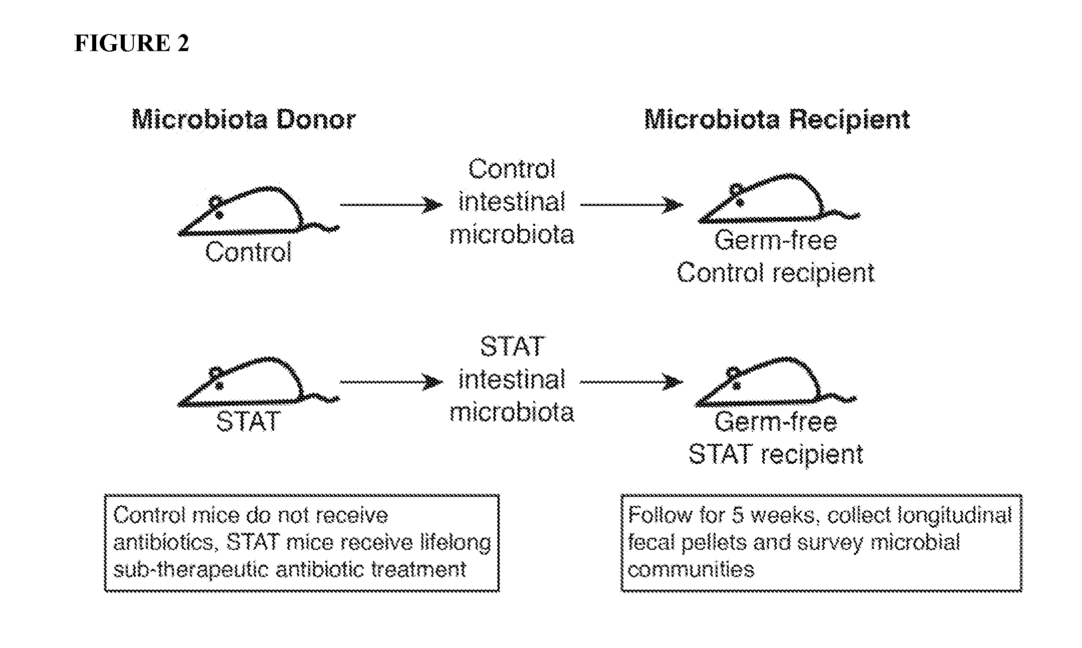 Methods for efficient transfer of viable and bioactive microbiota