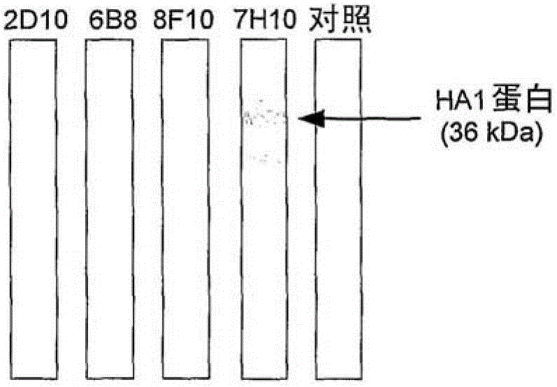 H5 subtype specific binding protein capable of diagnosing and monitoring H5 avian influenza