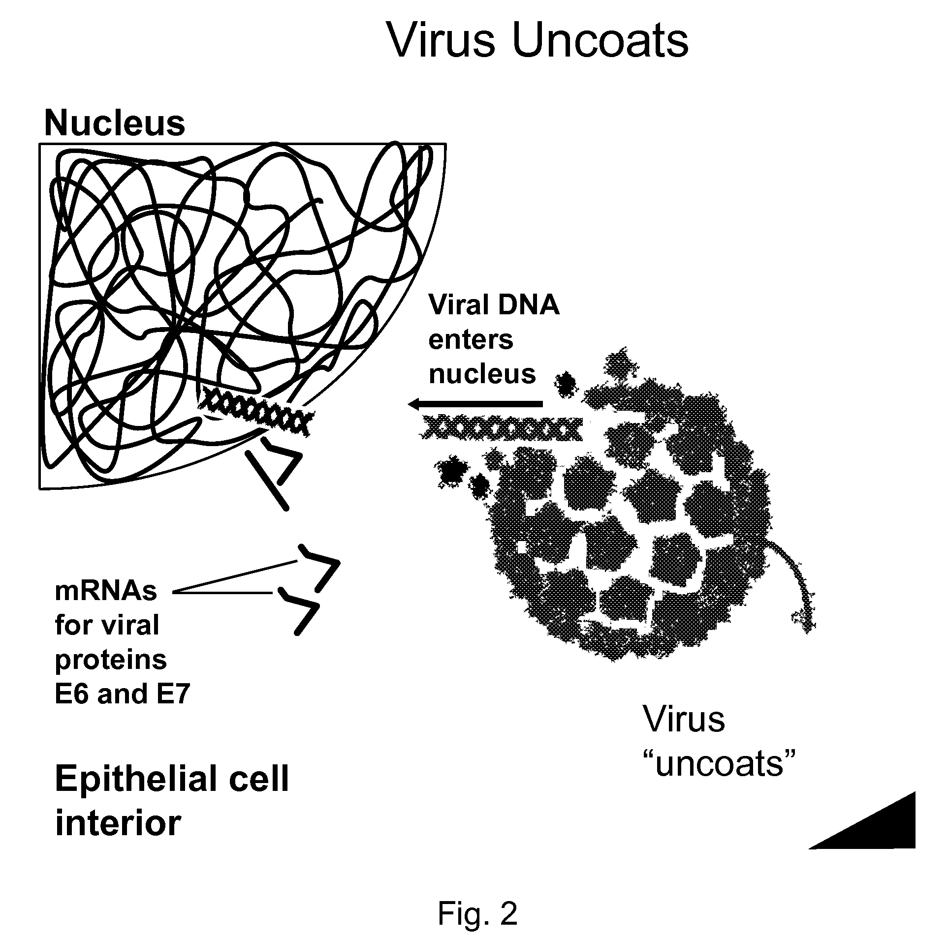 Anti-human papillomas virus topical composition