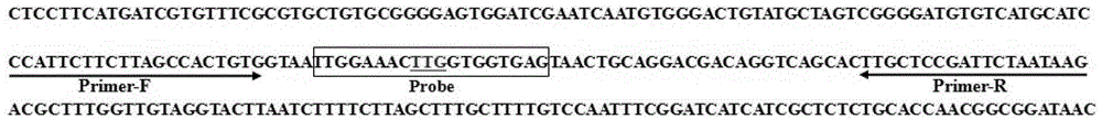 Allglo probe-based detection method of anopheles sinensis knockdown resistance gene mutation site