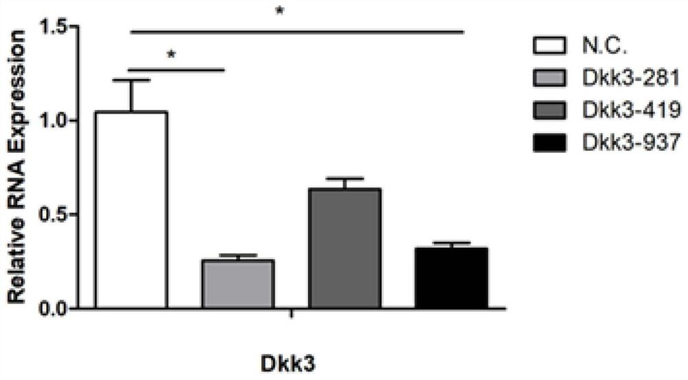 Construction method and application of Dkk3 gene mouse model