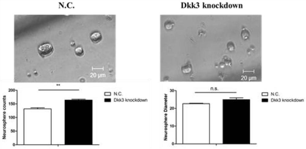 Construction method and application of Dkk3 gene mouse model