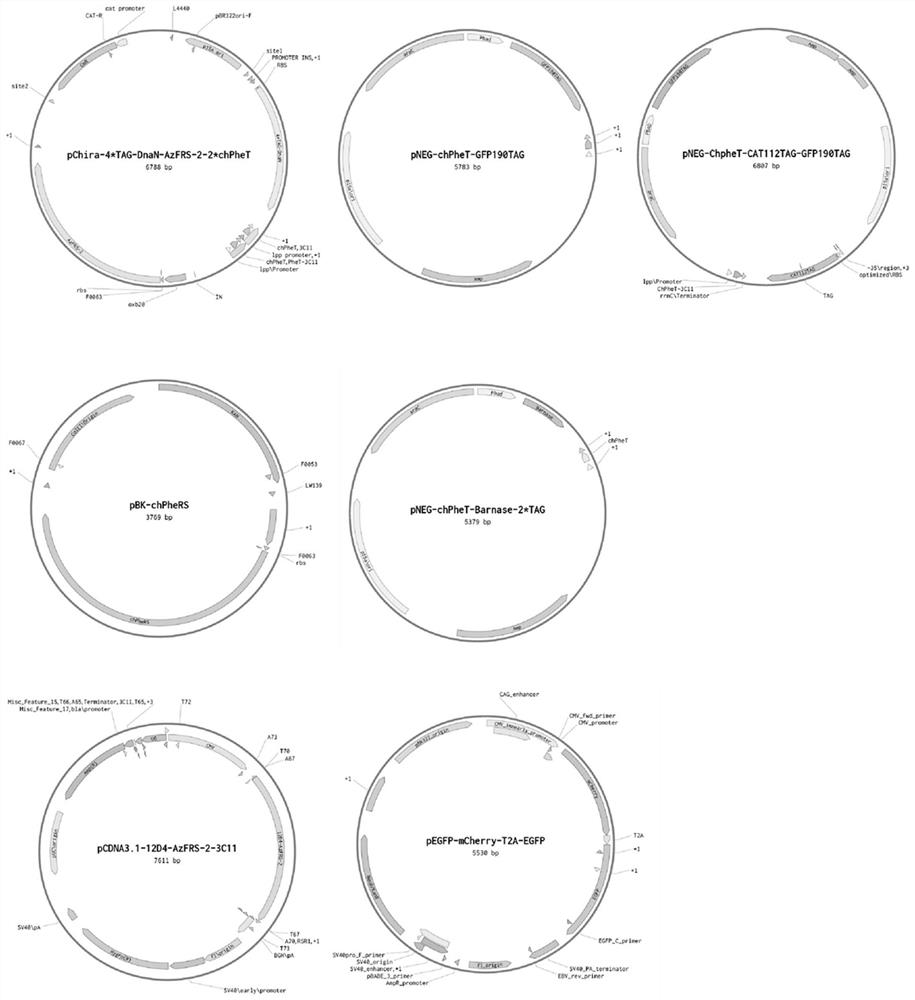 Chimeric phenylalanine translation system introduced with non-natural amino acid and construction method of chimeric phenylalanine translation system