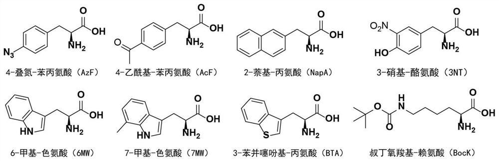 Chimeric phenylalanine translation system introduced with non-natural amino acid and construction method of chimeric phenylalanine translation system