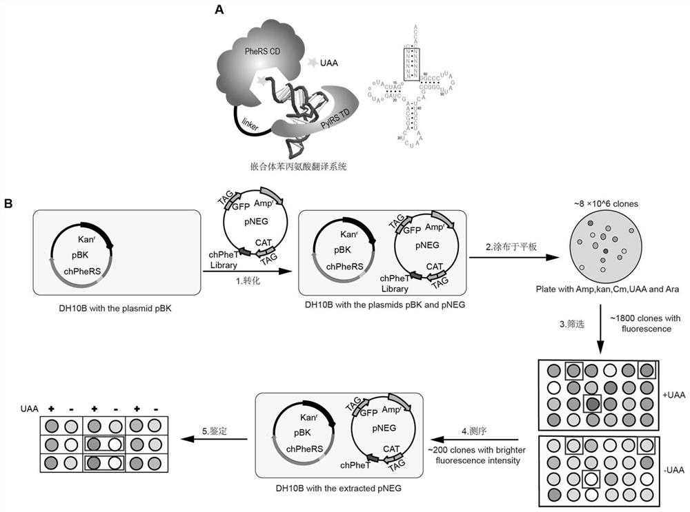 Chimeric phenylalanine translation system introduced with non-natural amino acid and construction method of chimeric phenylalanine translation system