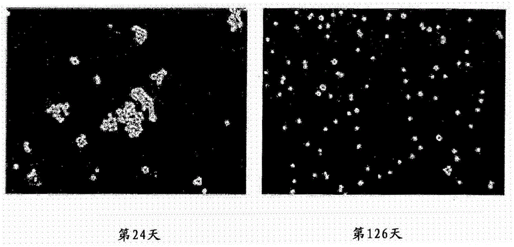 Mdck-derived cell strain suspension-cultured in protein-free medium and method for proliferating virus using cell strain