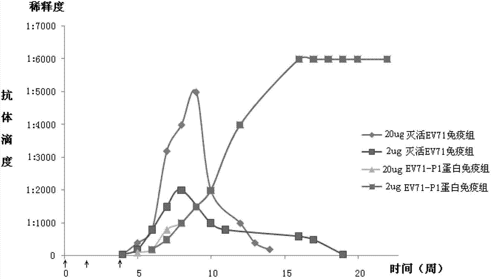 Genetic engineering protein vaccine for preventing EV71, and preparation method thereof