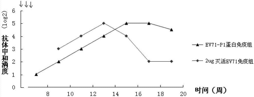 Genetic engineering protein vaccine for preventing EV71, and preparation method thereof