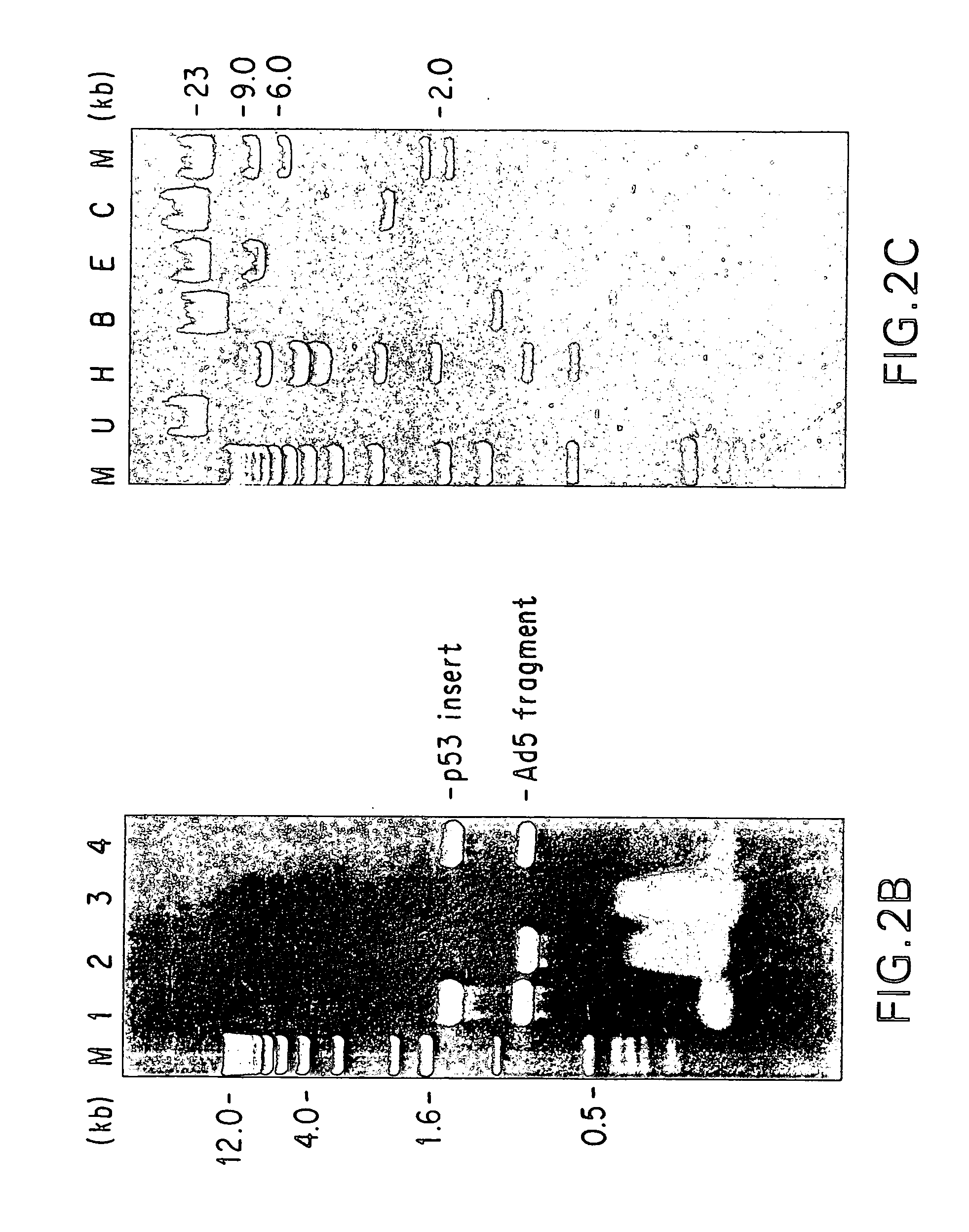 Methods and compositions comprising DNA damaging agents and p53