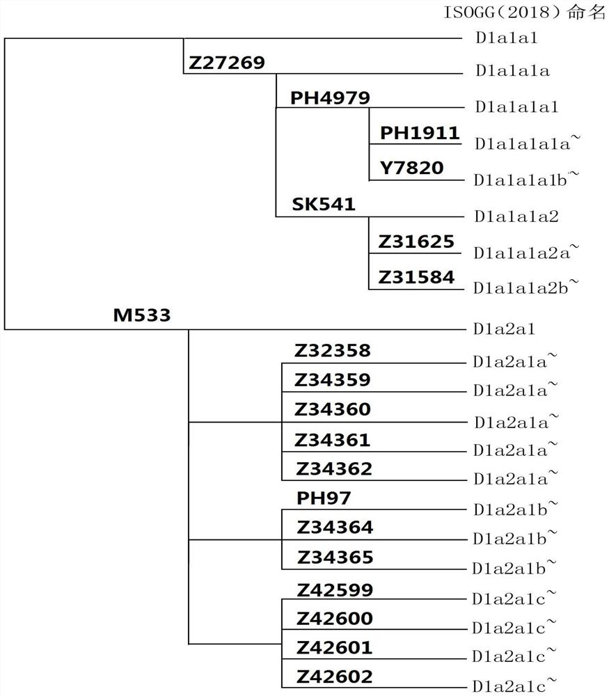Forensic science composite detection kit based on Y-snp genetic markers of 20 haplogroup D