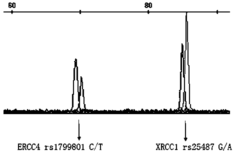 A set of primers capable of simultaneously detecting ERCC4 and XRCC1 genetic polymorphism, and applications