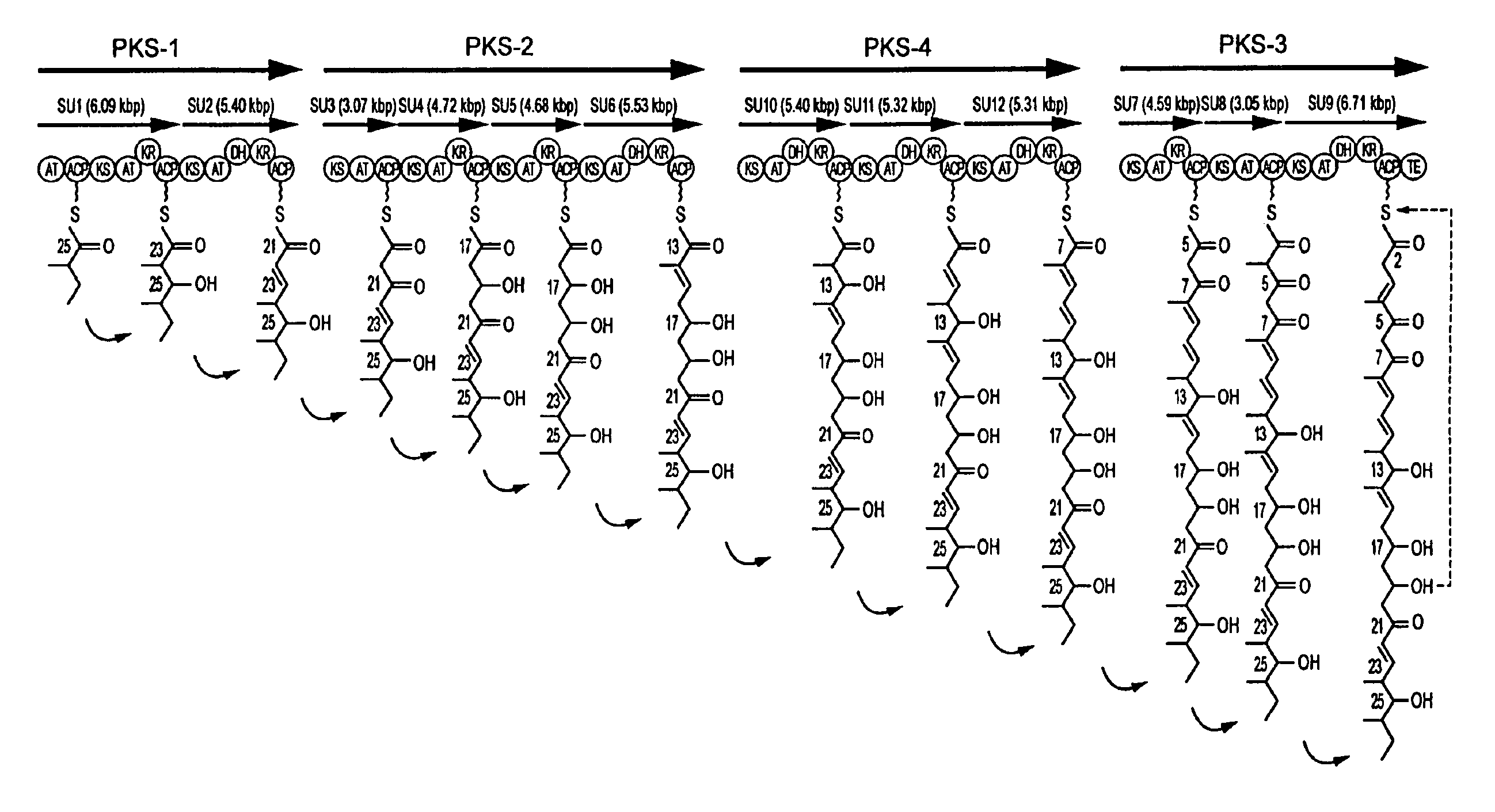 Avermectin aglycon synthase genes