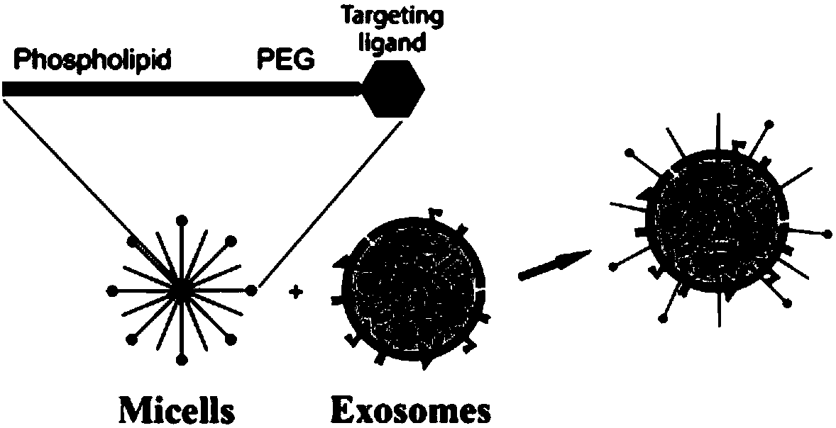 Human pluripotent stem cell exosomes loaded with antitumor drugs and preparation method and use of human pluripotent stem cell exosomes