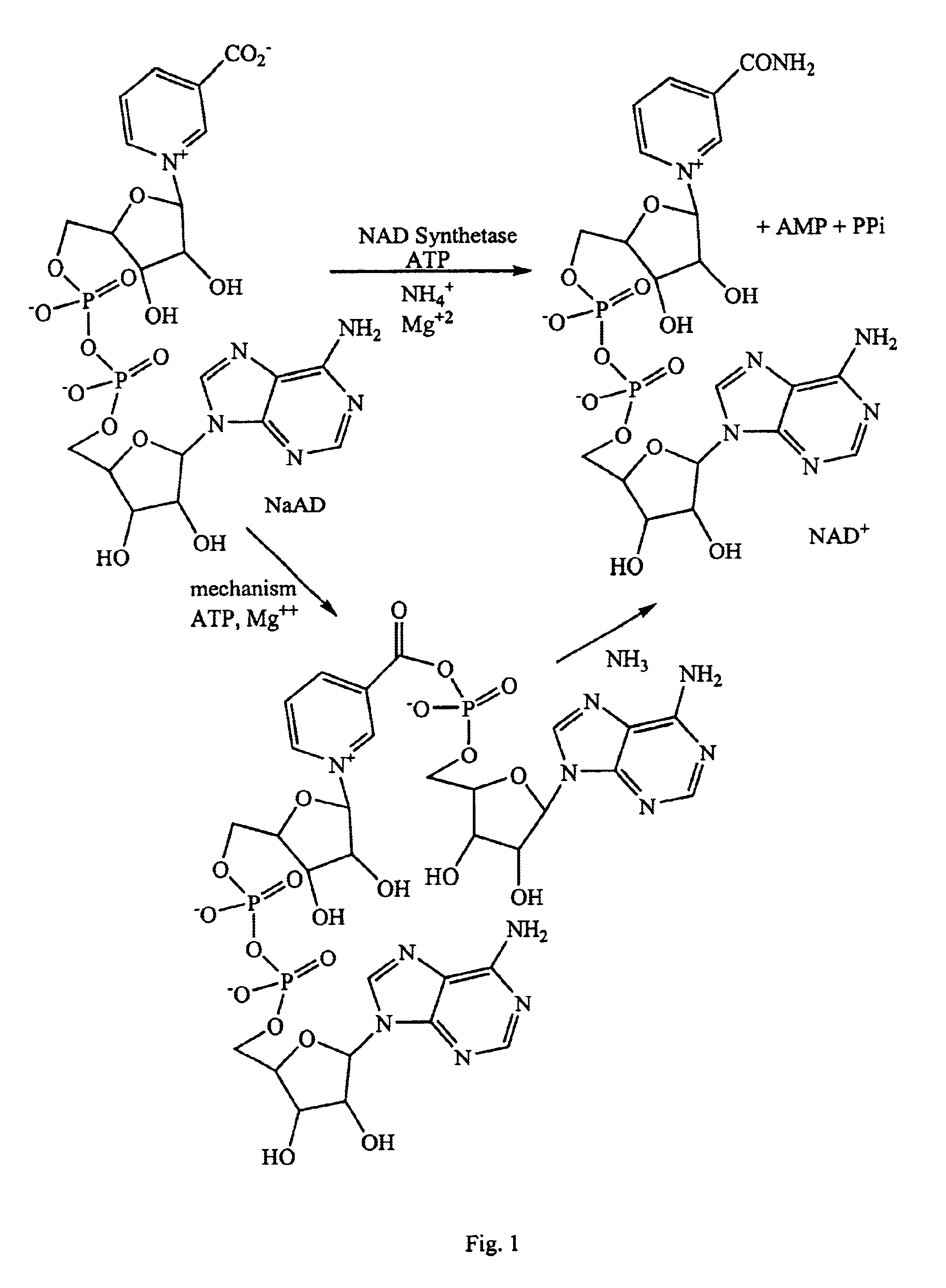 NAD synthetase inhibitors and uses thereof