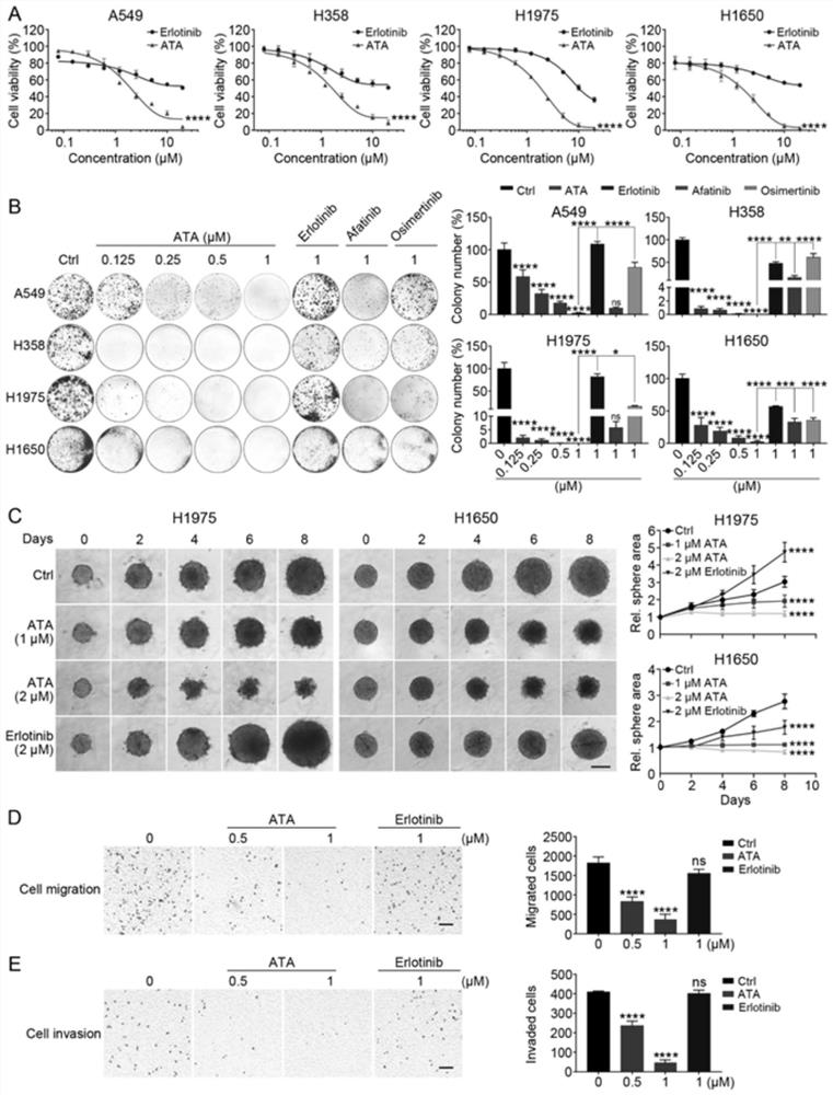 Application of acetyltanshinone IIA in preparation of medicine for treating lung cancer and medicine for treating lung cancer