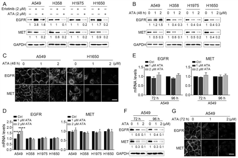 Application of acetyltanshinone IIA in preparation of medicine for treating lung cancer and medicine for treating lung cancer