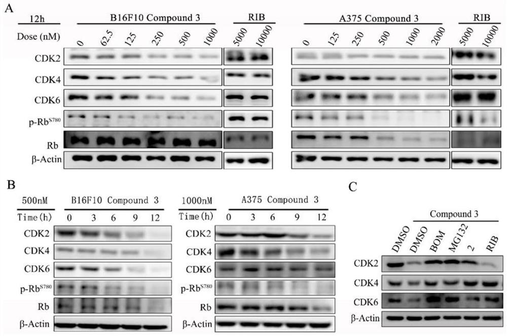 Proteolysis targeting chimeric body, prodrug molecule for improving oral bioavailability of protein hydrolysis targeting chimeric body and application thereof
