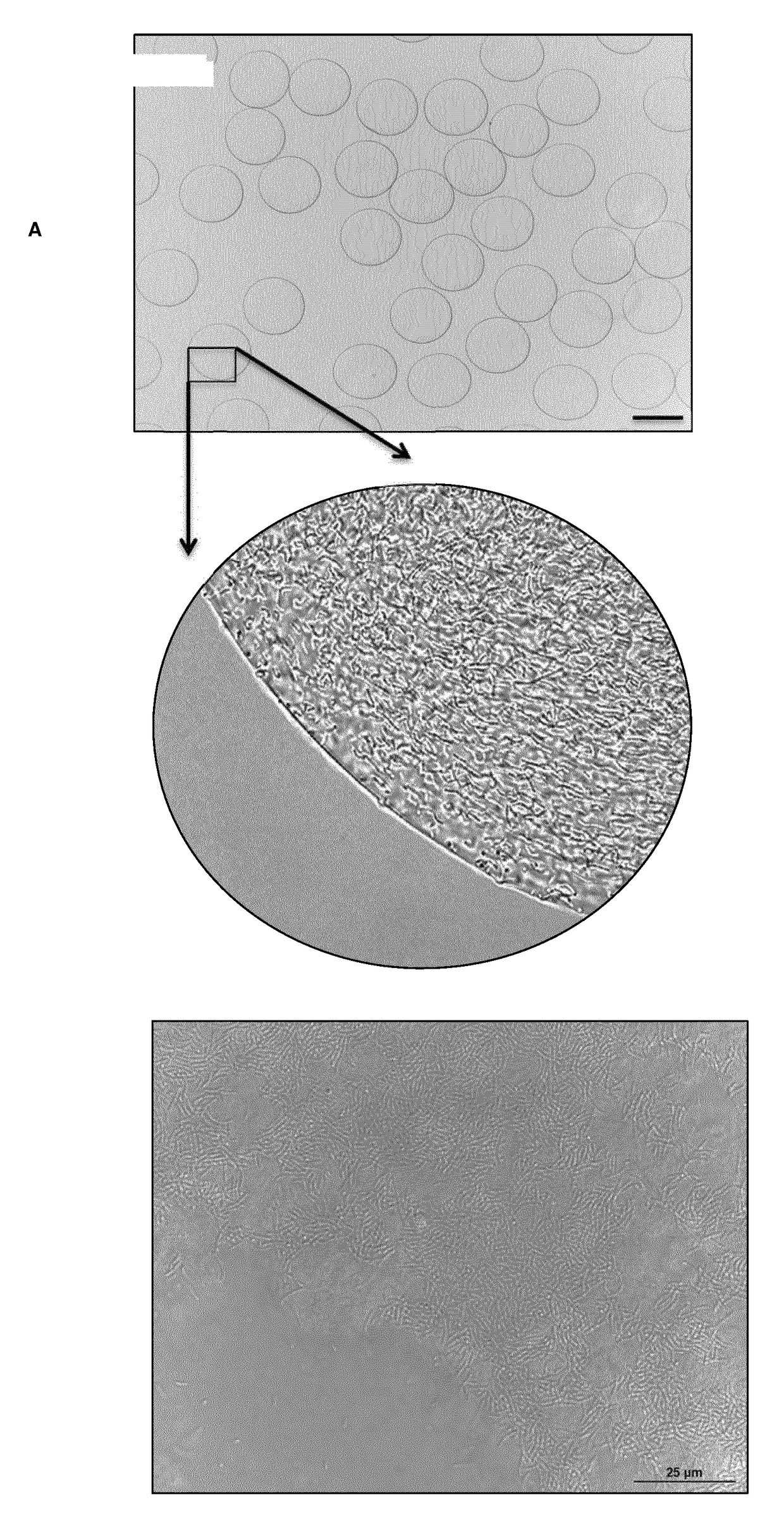 A solution of denatured pea protein, and uses thereof to form microparticles