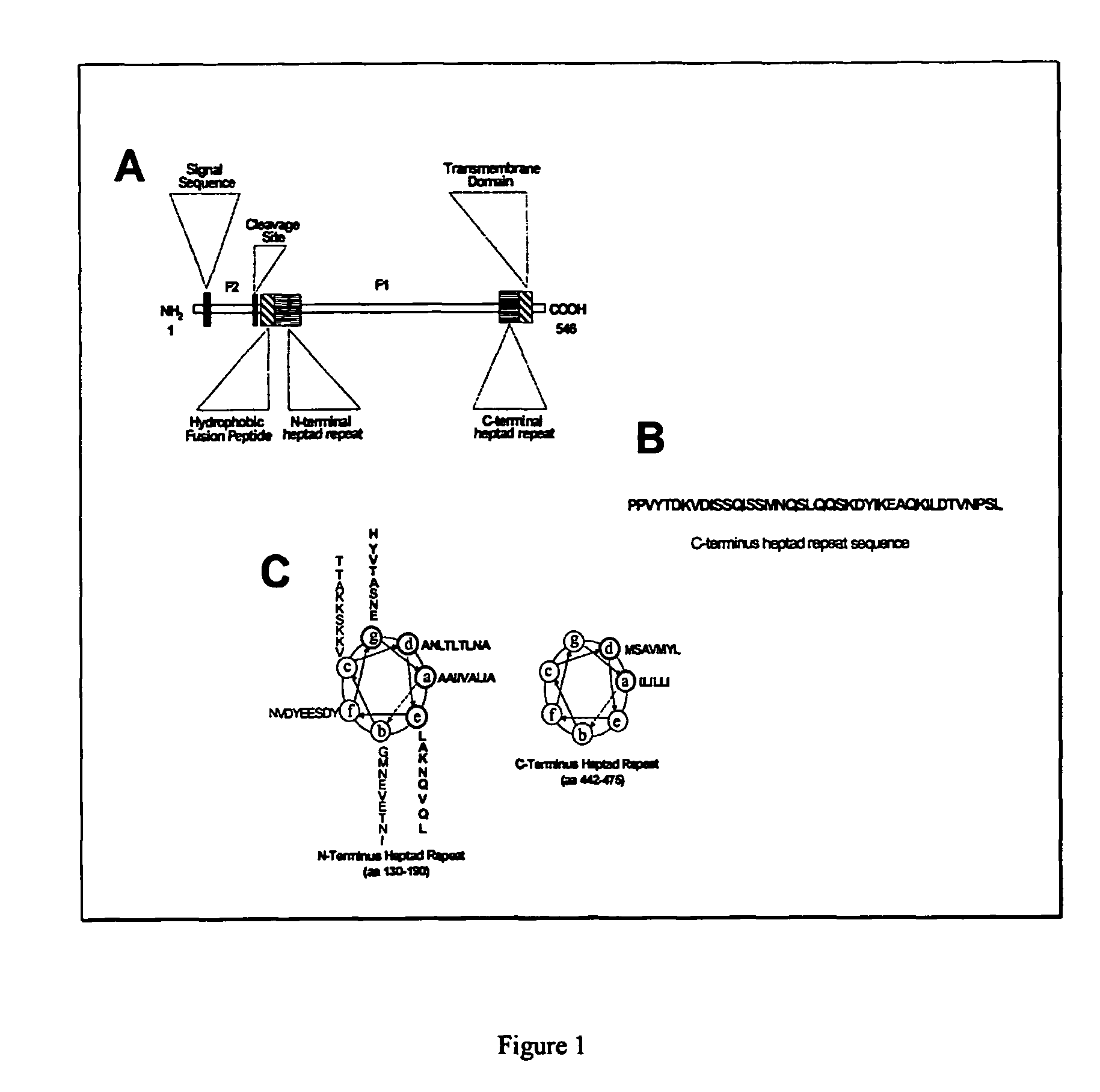 Compositions and methods for the inhibition of membrane fusion by paramyxoviruses