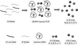 Method for detecting H7 subtype avian influenza virus without amplification based on Cas13a