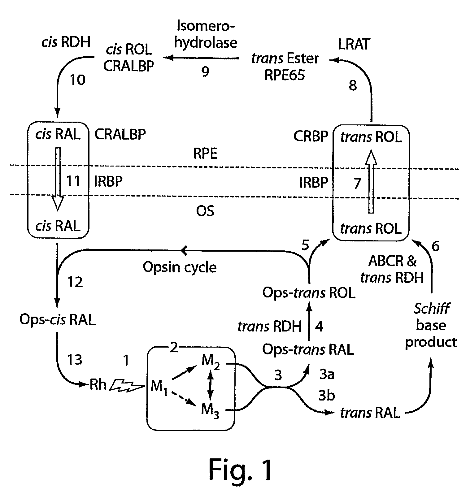 Compositions and methods of treating retinal disease