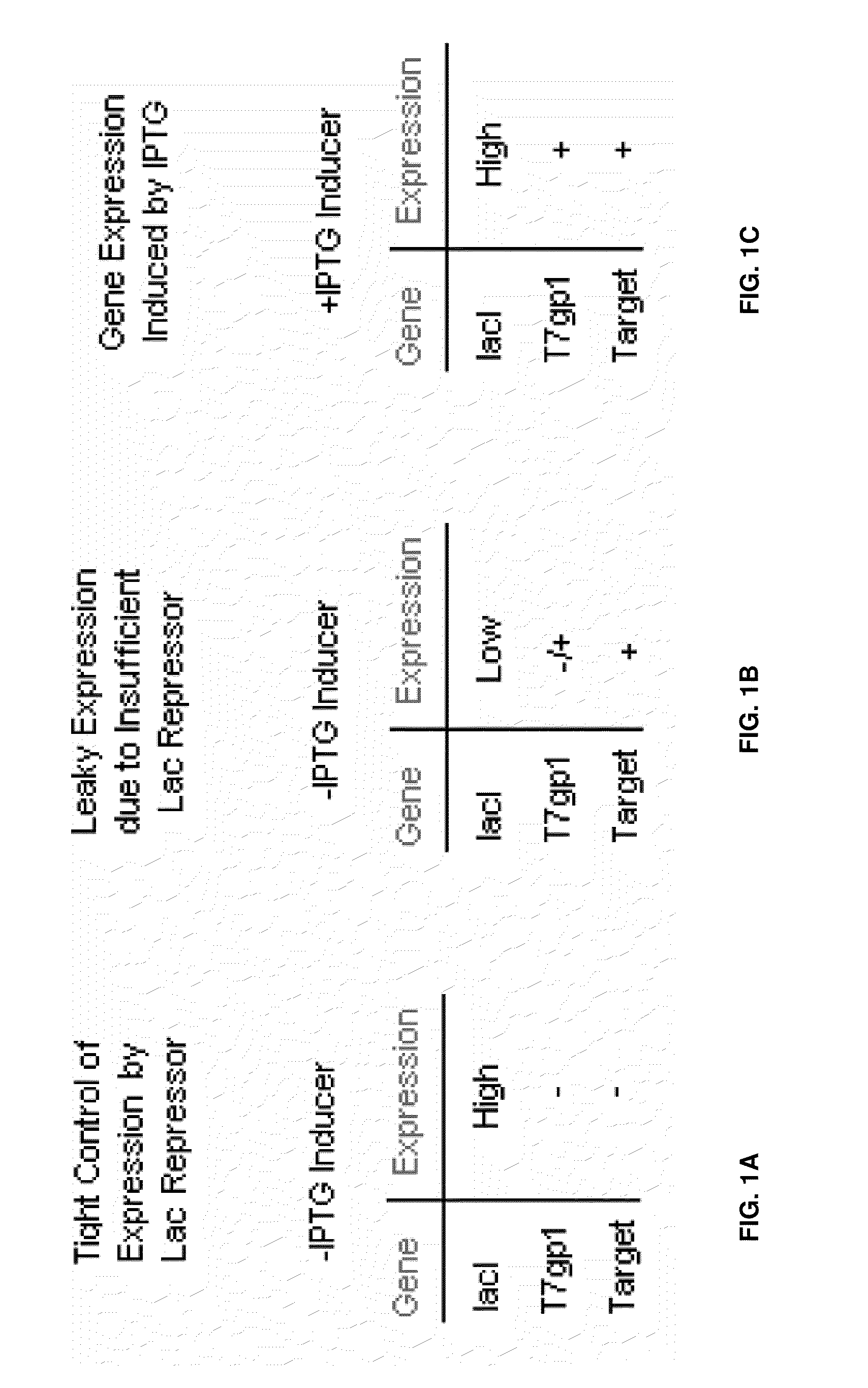 Host-vector system for cloning and expressing genes
