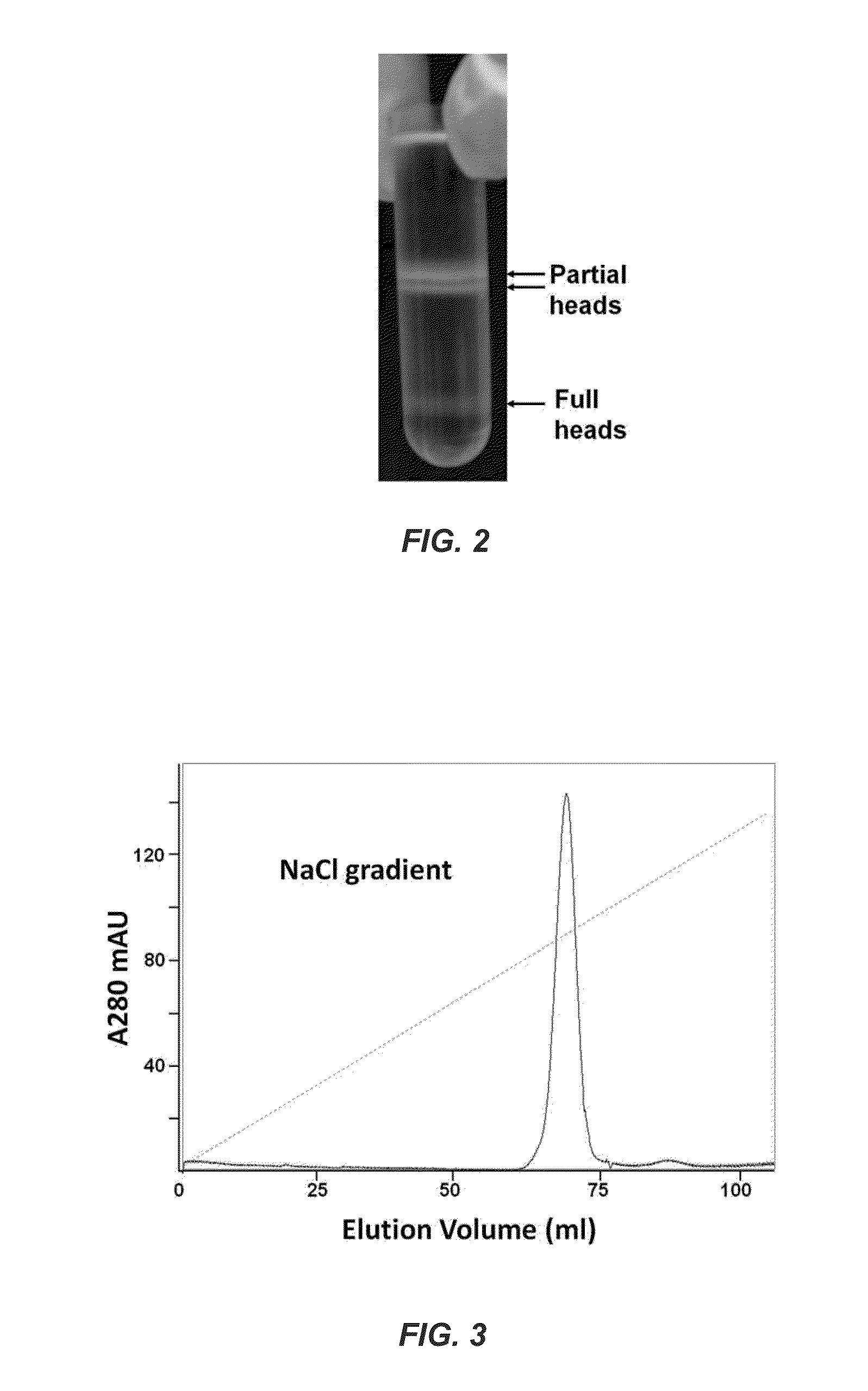 Protein and nucleic acid delivery vehicles, components and mechanisms thereof