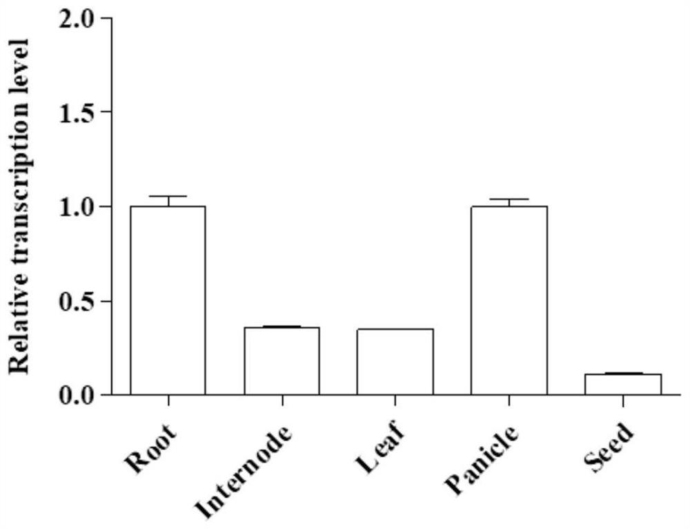 Application of rice OsUBC27 gene or protein coded by rice OsUBC27 gene in increasing rice yield