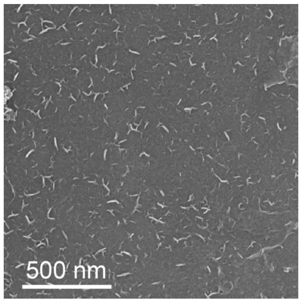 Transition metal nanoparticle catalyst coated with graphitized carbon layer and preparation method of transition metal nanoparticle catalyst
