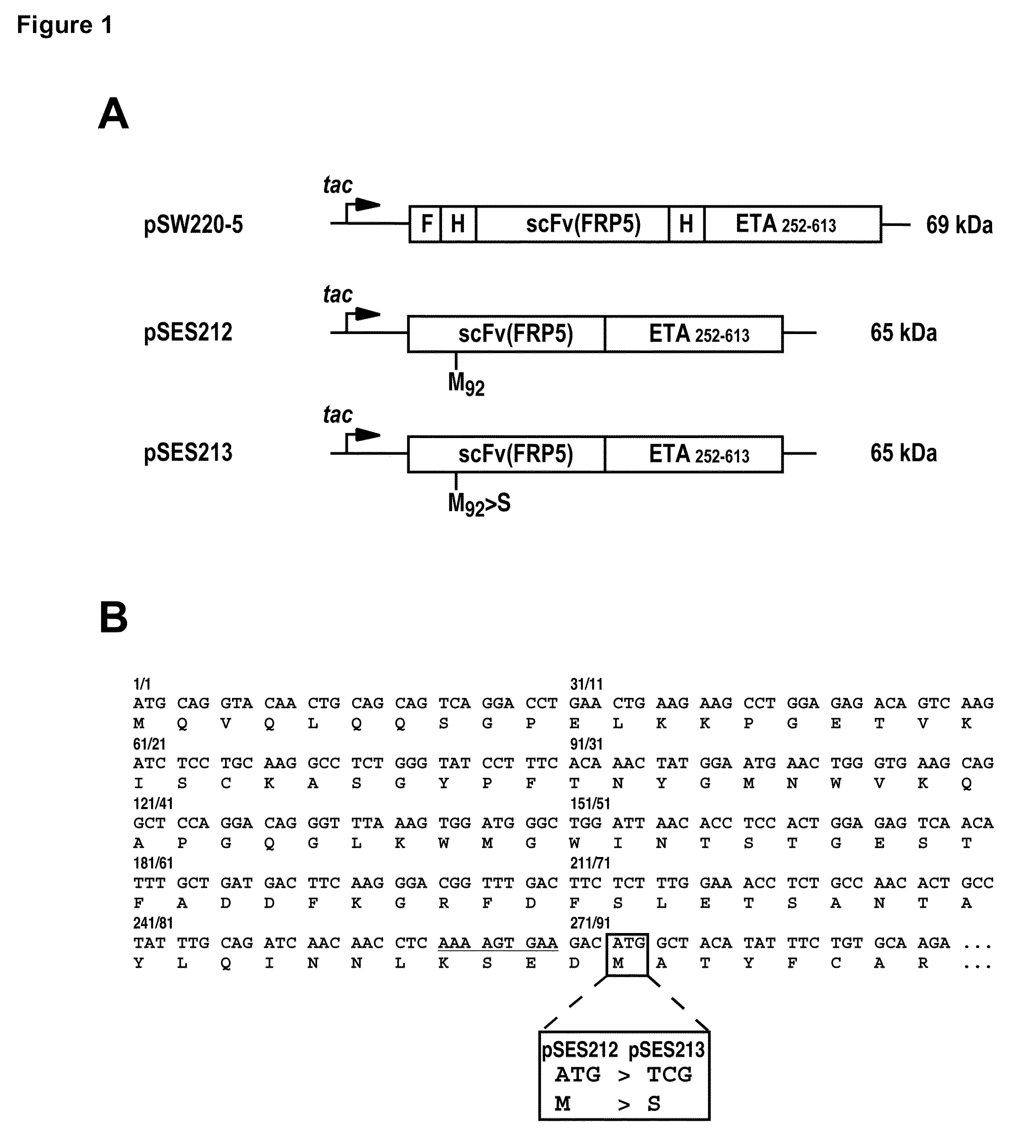 Optimized DNA and protein sequence of an antibody to improve quality and yield of bacterially expressed antibody fusion proteins