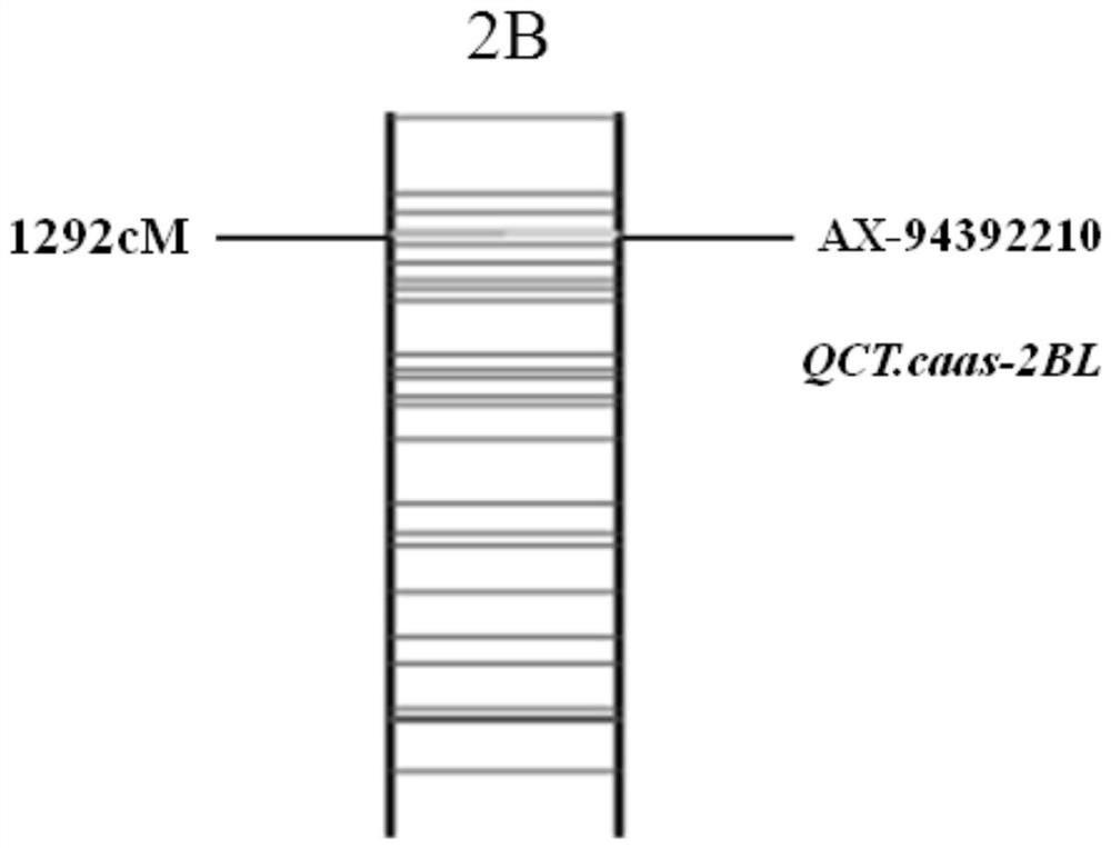 A method for auxiliary identification of wheat canopy temperature traits and its special primer set