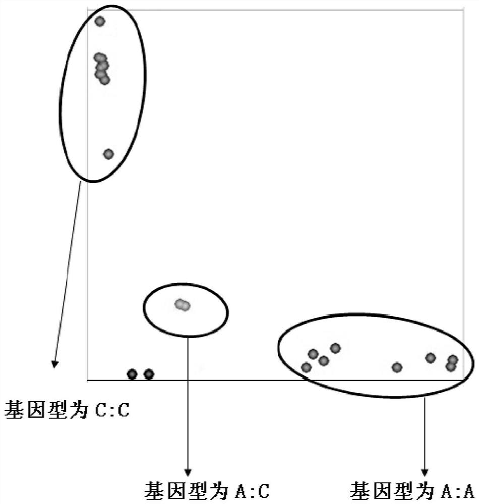 A method for auxiliary identification of wheat canopy temperature traits and its special primer set