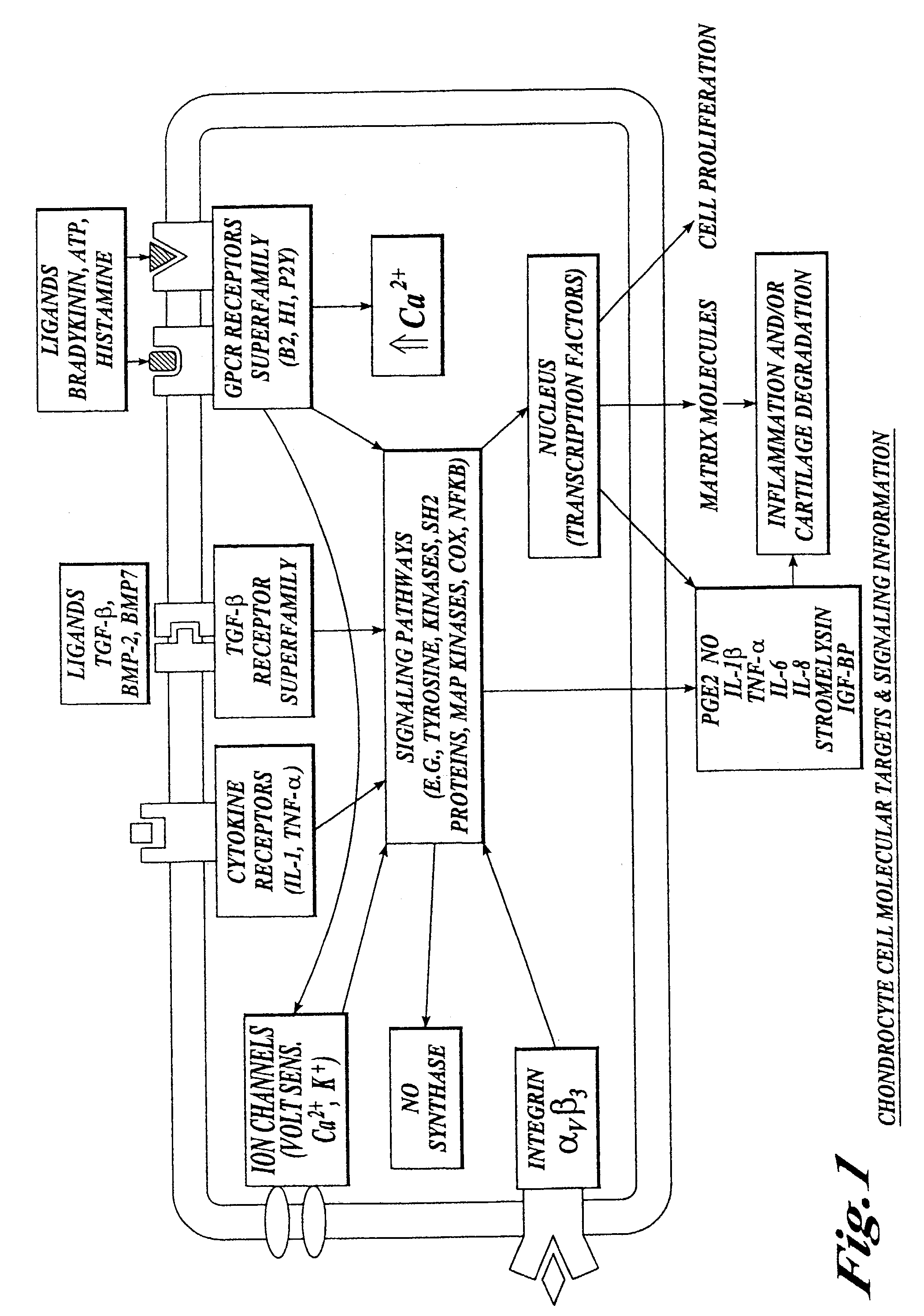 Compositions and methods for systemic inhibition of cartilage degradation