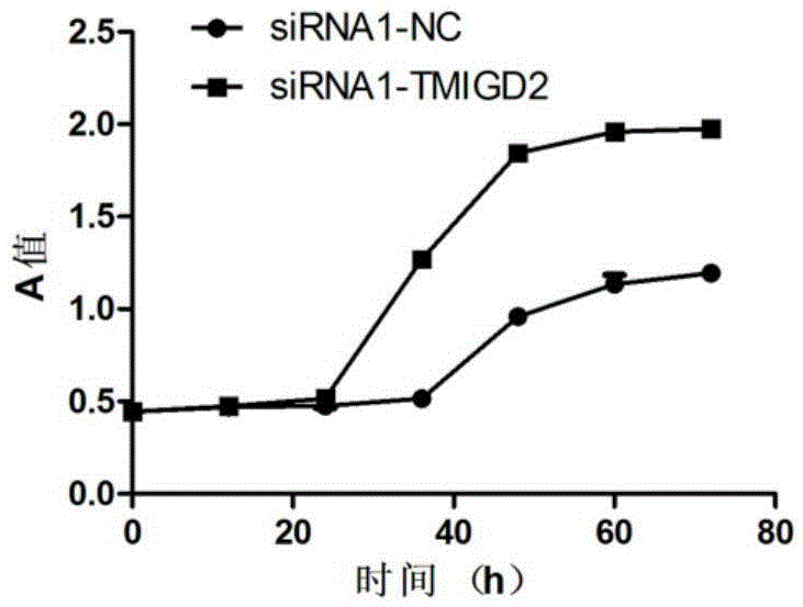 Application of TMIGD2 gene in diagnosing and treating rectal adenocarcinoma