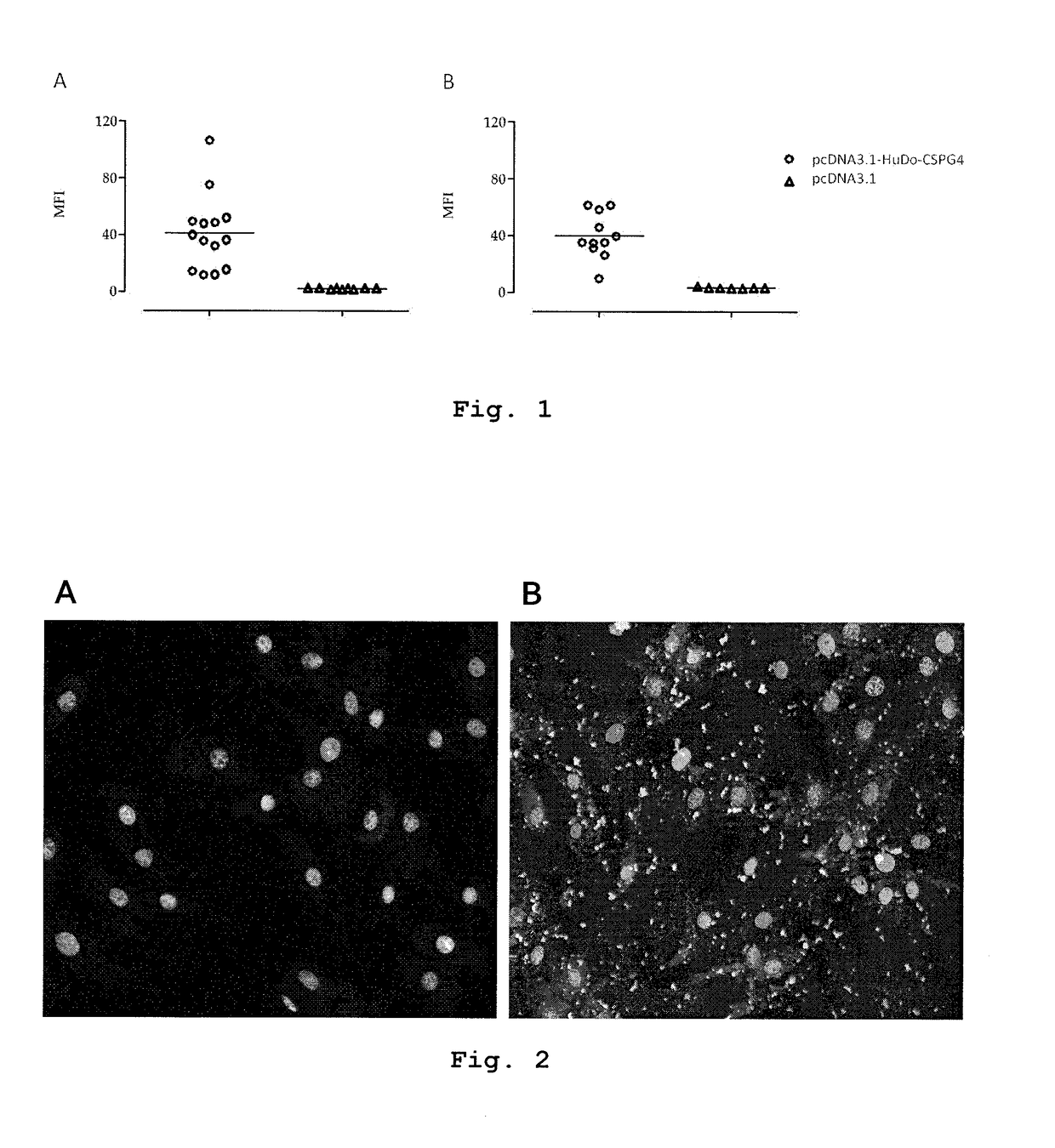 Nucleic acid molecules encoding for chimeric cspg4 proteins and therapeutic uses thereof