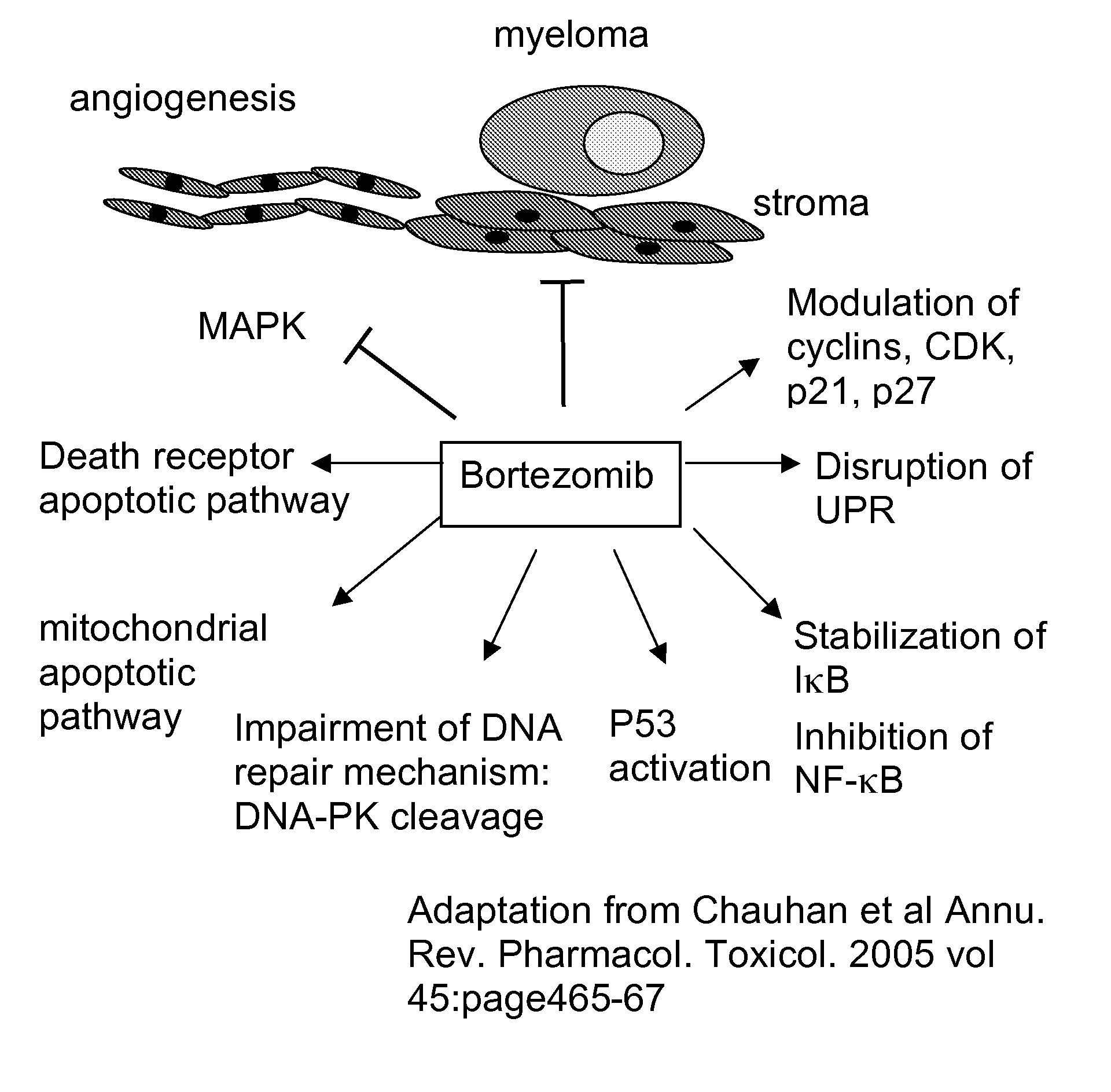 Assay for response to proteasome inhibitors